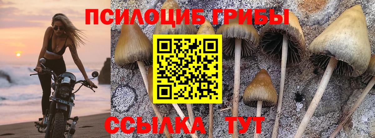 Галлюциногенные грибы прущие грибы  Вход с VPN  Реутов  Галлюциногенные грибы Psilocybe 